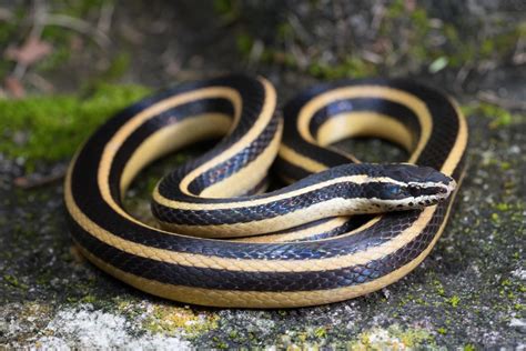 Culebra Rayada Fauna Del Municipio De Atoyac Veracruz M Xico