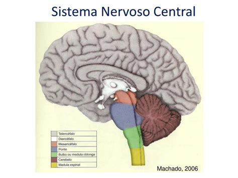 Donante Saludo Caso Wardian Anatomia Del Sistema Nervoso De Dios Virgen