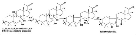 Possible Biosynthetic Pathway For The Formation Of Fallaxoside D 3