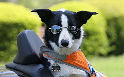 Photos Border Collie dog Glasses Head animal