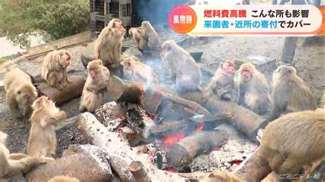 「燃料費の高騰」は動物園のサルにも影響 日本モンキーセンターの「冬の風物詩」は 愛知 Tbs News Dig