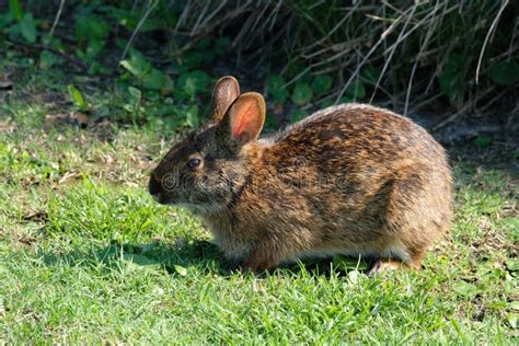 Brown Rabbit Ears Perked Up Stock Photo Image Of Shades Lighter