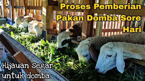 Proses Pemberian Pakan Hijauan Untuk Domba YouTube