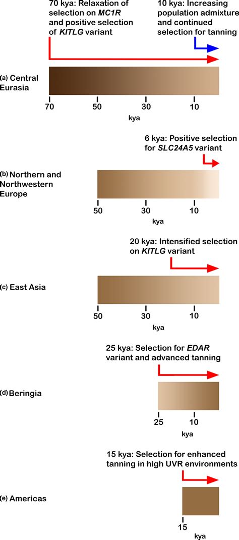 The Evolution Of Human Skin Pigmentation Involved The Interactions Of