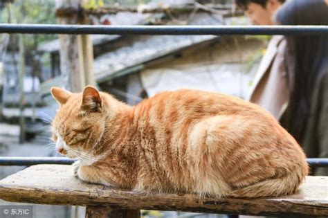 土猫到底土在哪？7种国内常见土猫，有没有你喜欢的那一款？