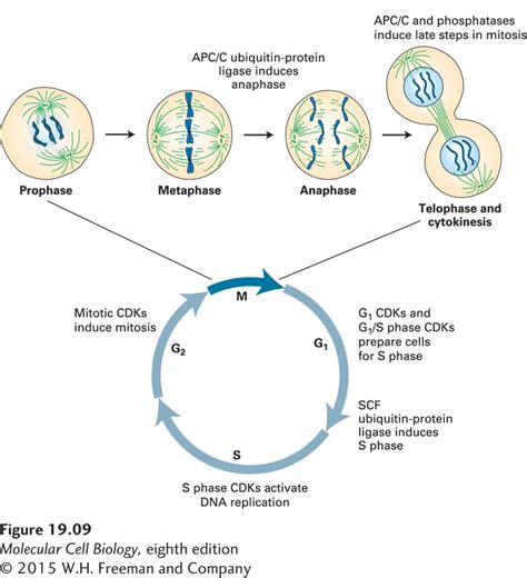 Chapter The Eukaryotic Cell Cycle