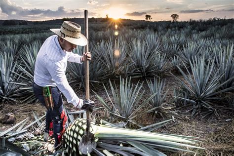 Tour Del Tequila Ma Anero Tequila Tours