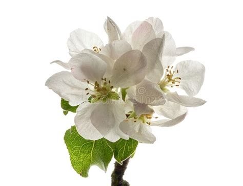 Rama Con Flores De Manzana Y Hojas Verdes Aisladas En Fondo Blanco