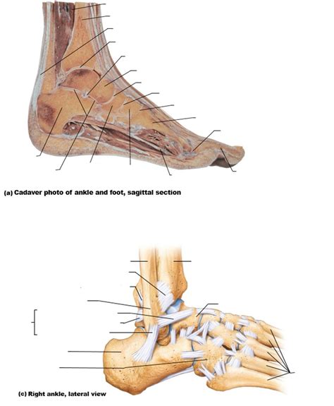 Ankle Bones and Ligaments Diagram | Quizlet