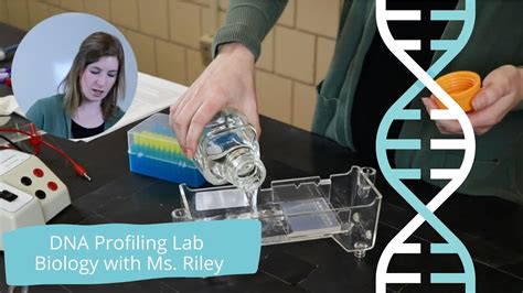 Dna Profiling Lab Biology Lab With Ms Riley Youtube