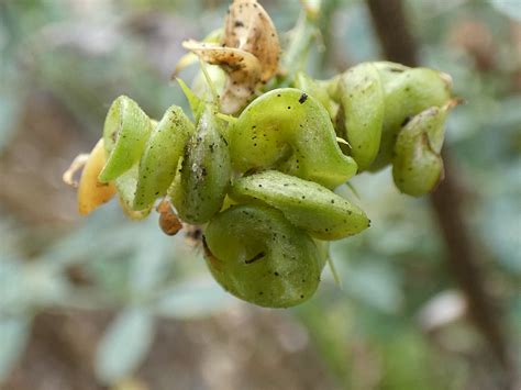 Luzerne Medicago Sativa Gemeine Luzerne Medicago Sativa Flickr