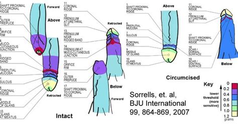 Do You Like Cut Or Uncut Cocks Page 26 Lpsg