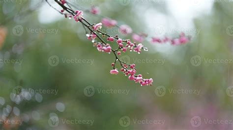 The beautiful flowers blooming in the garden with the rainy droplets in the rainy day 23422343 ...