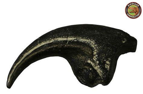 Allosaurus Claw Fossil Replica