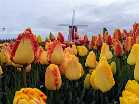 Beckoning Blossoms Wooden Shoe Tulip Festival