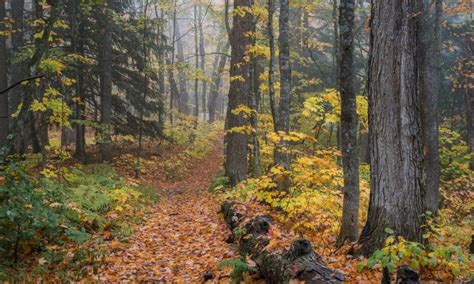 Ni O De Ocho A Os Estuvo Dos D As Perdido En Bosque De Michigan C Mo