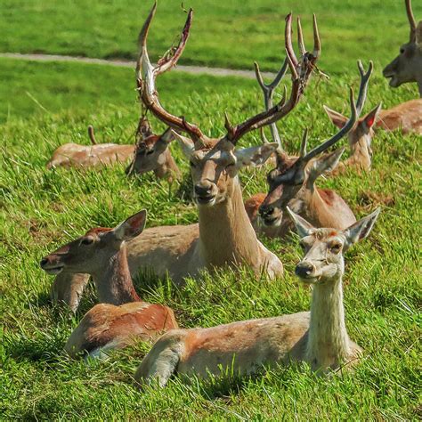 Bactrian Deer Herd Photograph By Julie A Murray Fine Art America