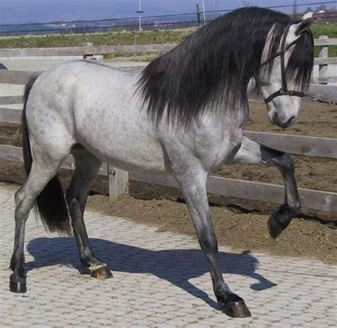 Épinglé Sur Horses