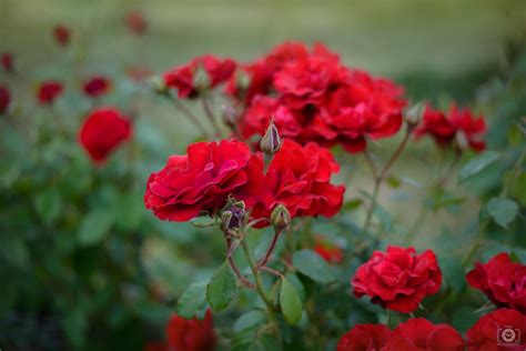 Red Roses Background - High-quality Free Backgrounds