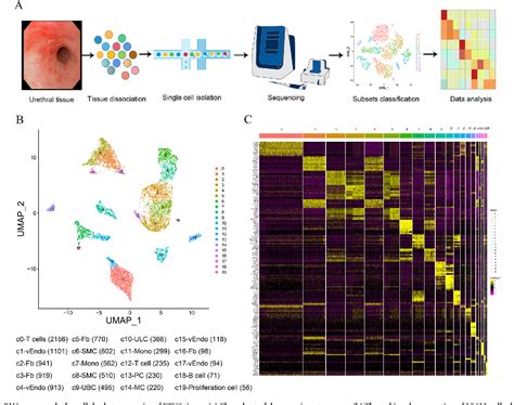 Figure 1 From Single Cell Transcriptome Reveals Cellular Heterogeneity