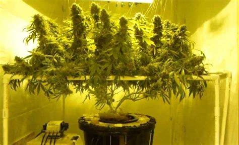 Single Marijuana Plant in DWC - Marijuana Seed Banks