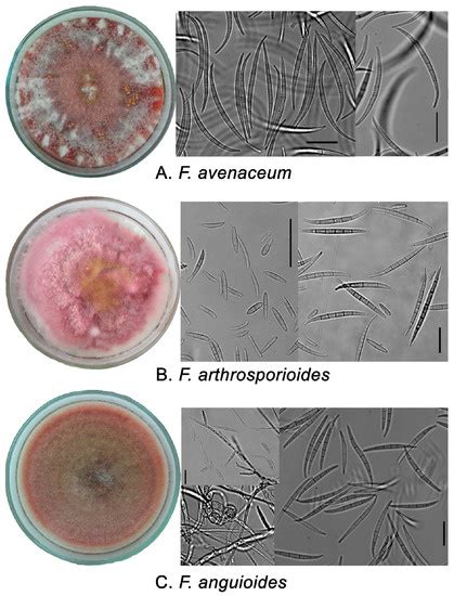 Pathogens Free Full Text Morphological And Molecular Variation