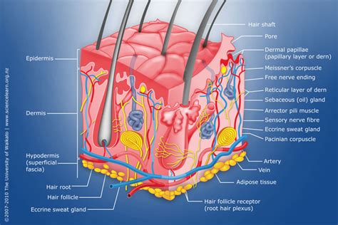 Human Epidermal Cells Diagram