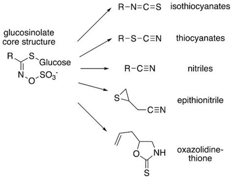 Glucosinolate Biosynthesis Encyclopedia Mdpi