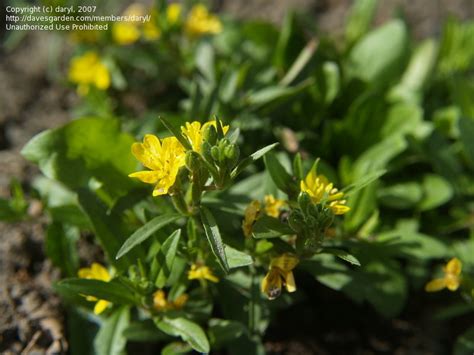 Plantfiles Pictures Oenothera Species Evening Primrose Small