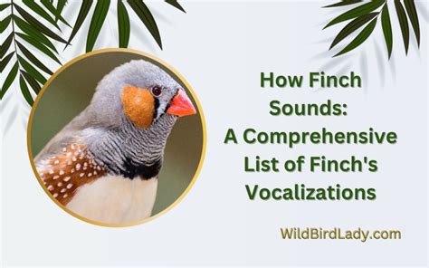 How Finch Sounds A Comprehensive List Of Finchs Vocalizations