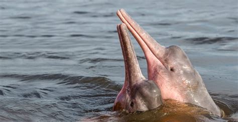 The Pink River Dolphin | Critter Science