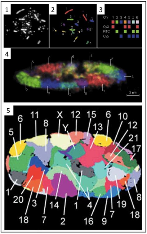 principles  chromosome folding ii chromosome painting  fish