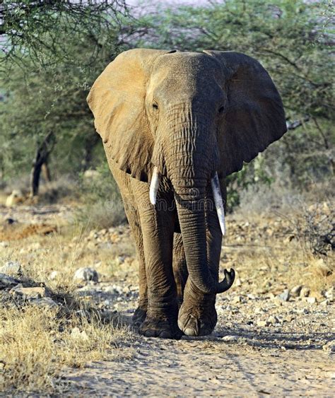 African Elephants in the Savannah Stock Photo - Image of wildlife ...