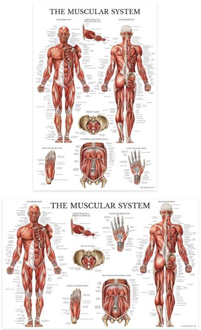 The Muscular System Anatomical Chart Laminated Anatomy Posters Images And Photos Finder