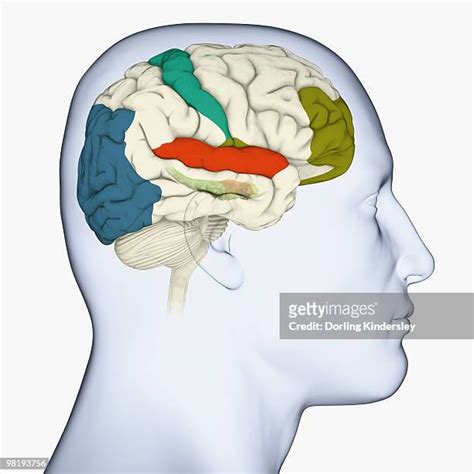 412 Occipital Lobe Stock Photos High Res Pictures And Images Getty