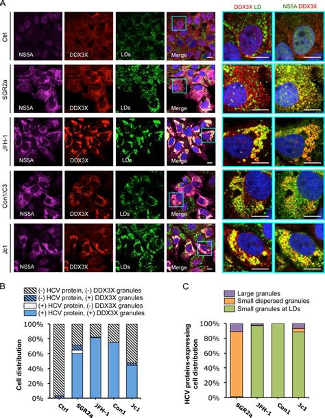 Dynamic Interaction of Stress Granules DDX3X and IKK α Mediates