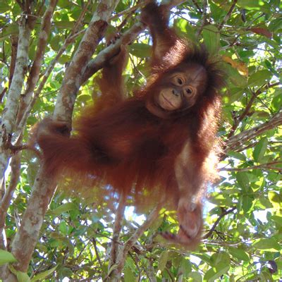 Orangutan Conservation | You Can Help Save The Orangutans