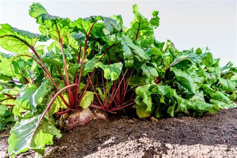 Premium Photo | Beet growing in spring garden.