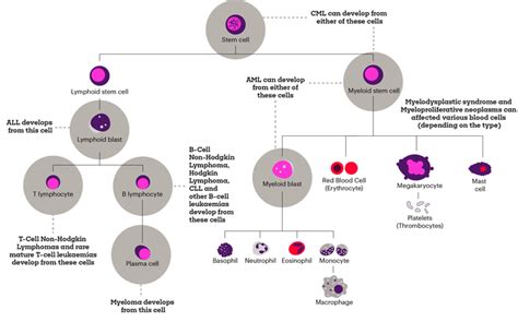 The Blood Cancer Jigsaw How We Start To Piece Together The Bigger