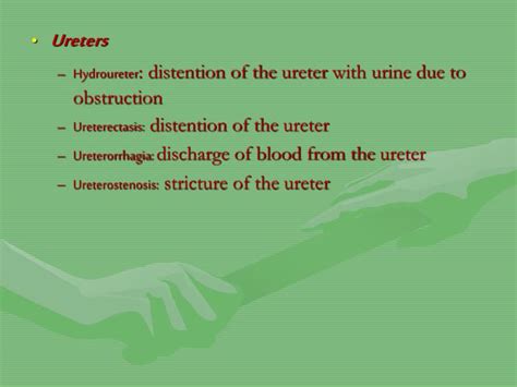 Ppt Chapter 9 Medical Terminology And Chapter 20 Body Structures The