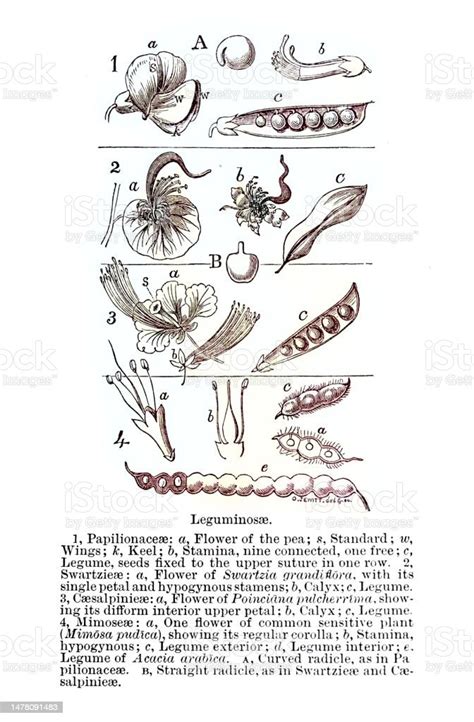 leguminosae    legume pea  bean family stock illustration
