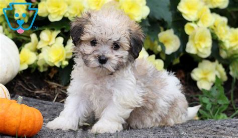 Havanese Puppies for Sale - Keystone Puppies