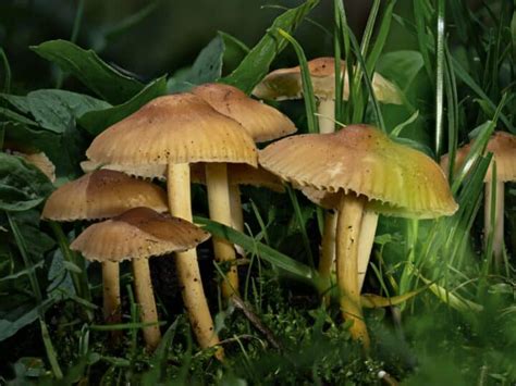 Fairy Ring Mushroom: Identification, Foraging, and Edibility - Mushroom ...