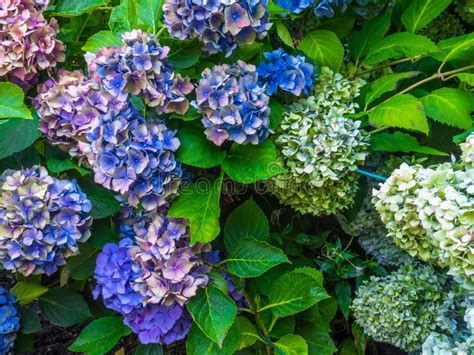 Hermosas Flores Hidrangea En Parque Coloridas Hortensias Rosadas Y