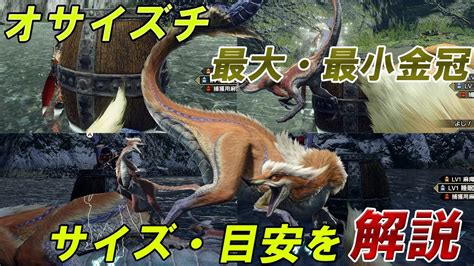 【最大金冠】オサイズチ【最小金冠】 サイズ詳細・目安 モンスターハンターライズ 金冠集め Youtube