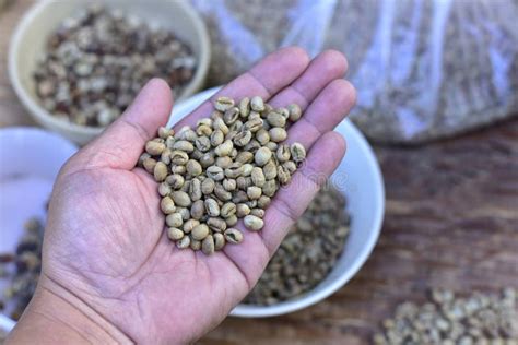 The Hand is Sorting Peaberry the Coffee Beans before Roasting Them ...