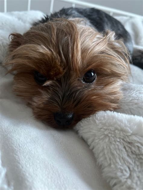 Pin by Mark Robinson on Lovely Yorkies | Very cute dogs, Yorkie dogs ...