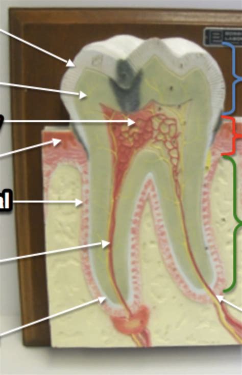 Labeled Tooth Diagram Diagram | Quizlet