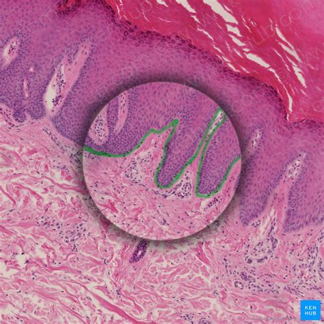 Skin Cells Layers And Histological Features Kenhub