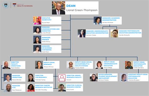 Faculty Organogram Faculty Of Health Sciences